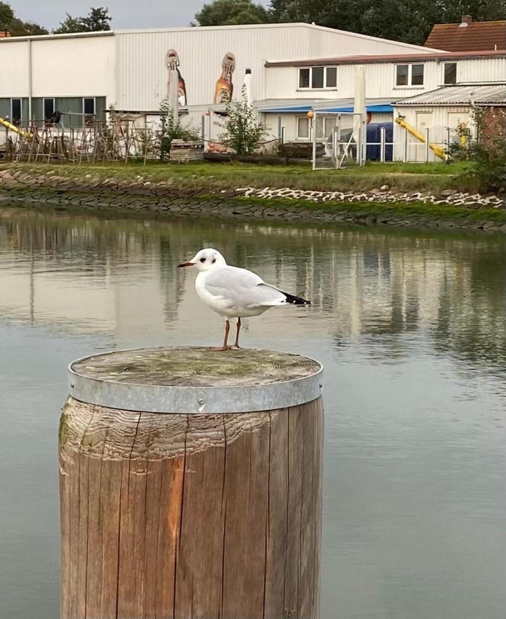 Strandkorb Buesum Exklusiv,Hafennaehe エクステリア 写真
